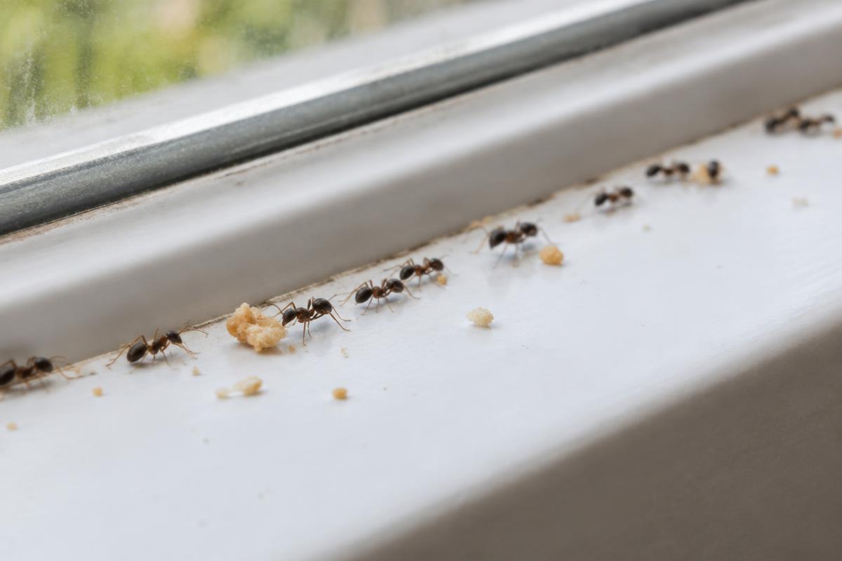 Ant trail along a kitchen windowsill