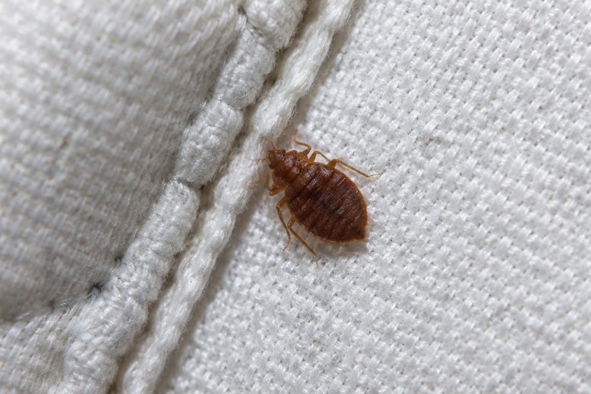 Bed bug beside the stitched seam of a mattress