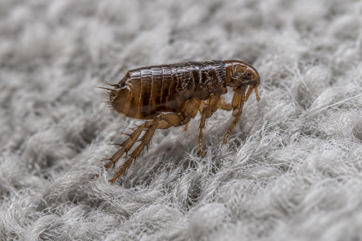 Close-up of a flea on a pet blanket
