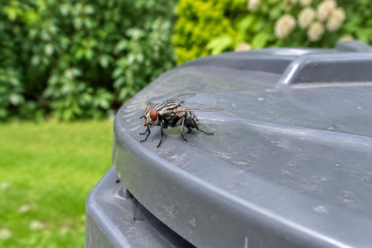 Housefly resting on a closed outdoor trash bin