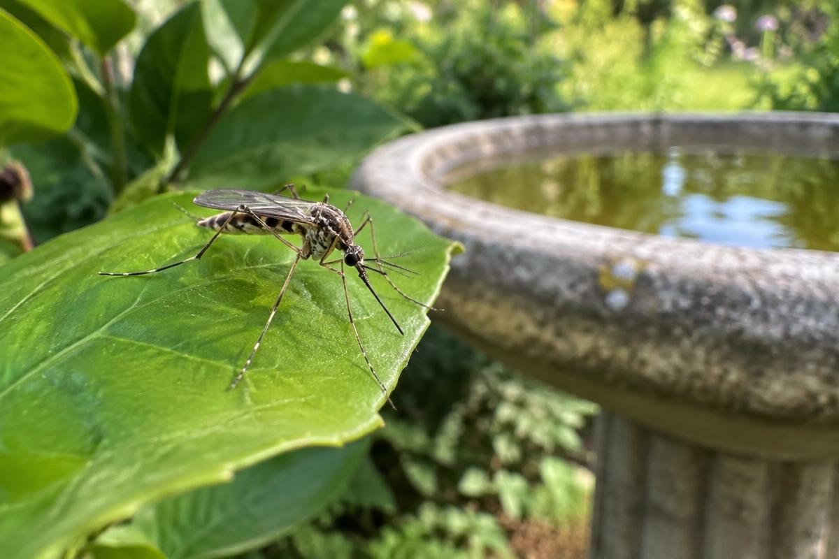 Mosquito on a leaf beside a backyard birdbath