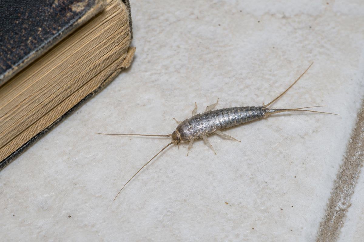 Silverfish on a bathroom tile beside a book