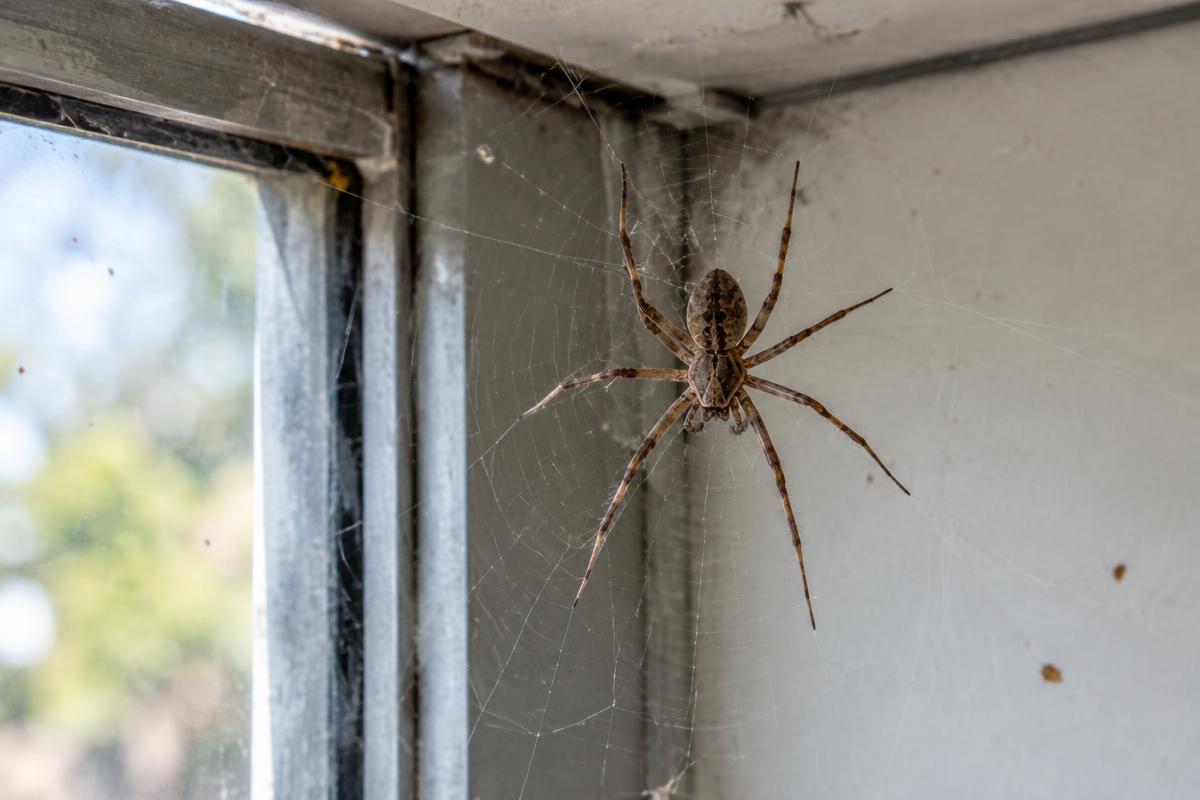House spider resting in a web in a garage window corner