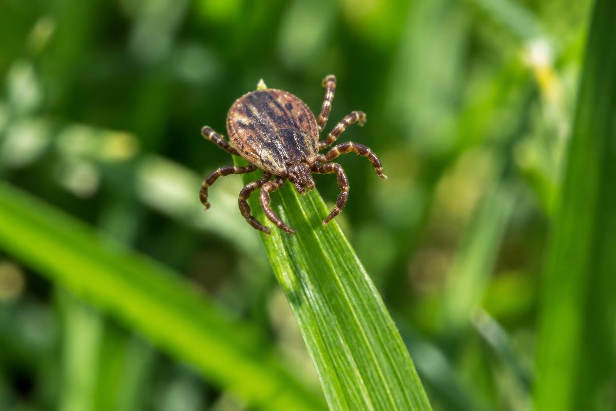 Tick perched on a blade of grass