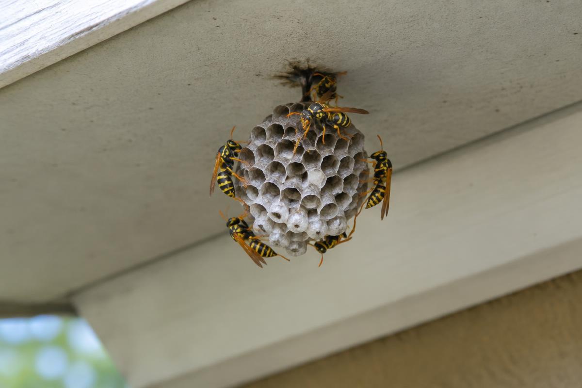 Paper wasps on a nest beneath a roof eave